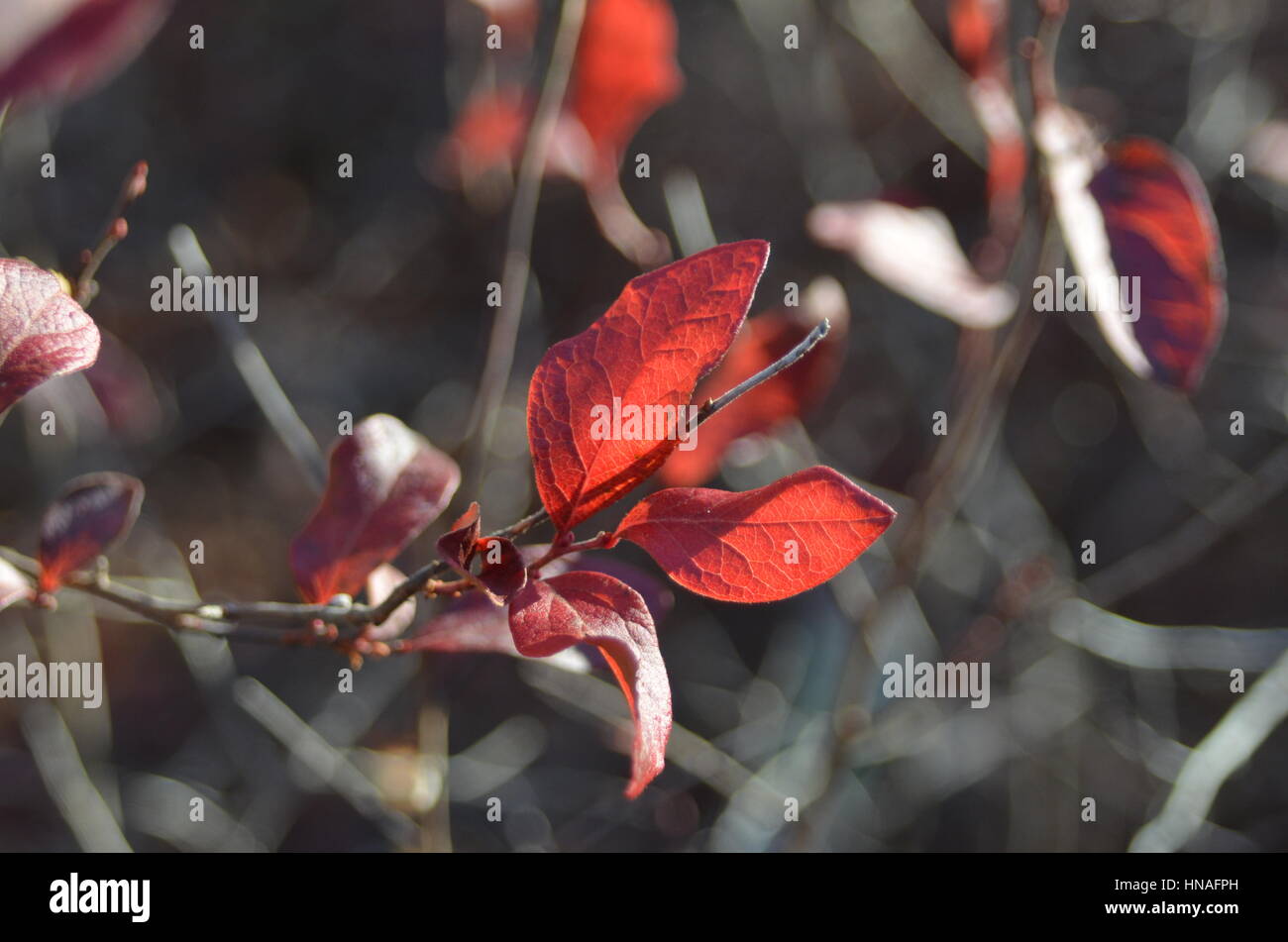 Blueberry leaves in autumn Stock Photo