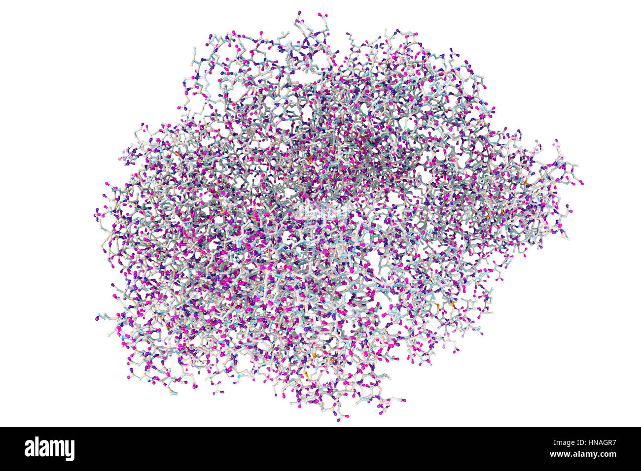 Anthrax oedema factor. Molecular model of oedema factor (EF) from the anthrax bacterium Bacillus anthracis complexed with a calmodulin protein molecule. EF is one of three protein components that form the anthrax toxin. It is an enzyme that interferes with water homeostasis, leading to the accumulation of fluid in the tissues. Anthrax most commonly affects cattle, sheep and goats, but can also infect humans. Stock Photo