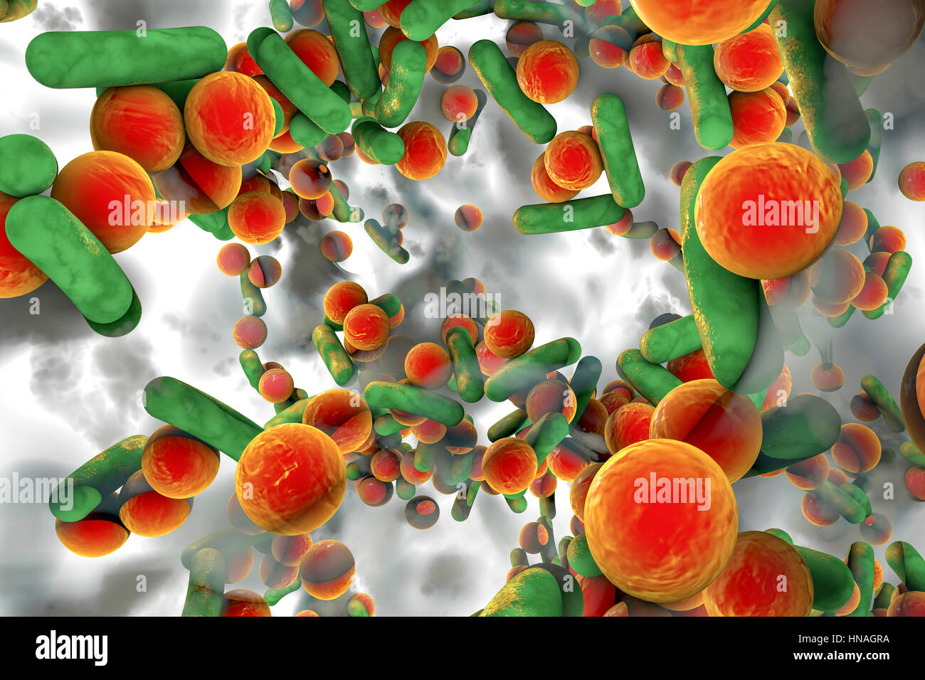 Spherical bacteria and rodshaped bacteria inside a biofilm, illustration. A biofilm is a colony
