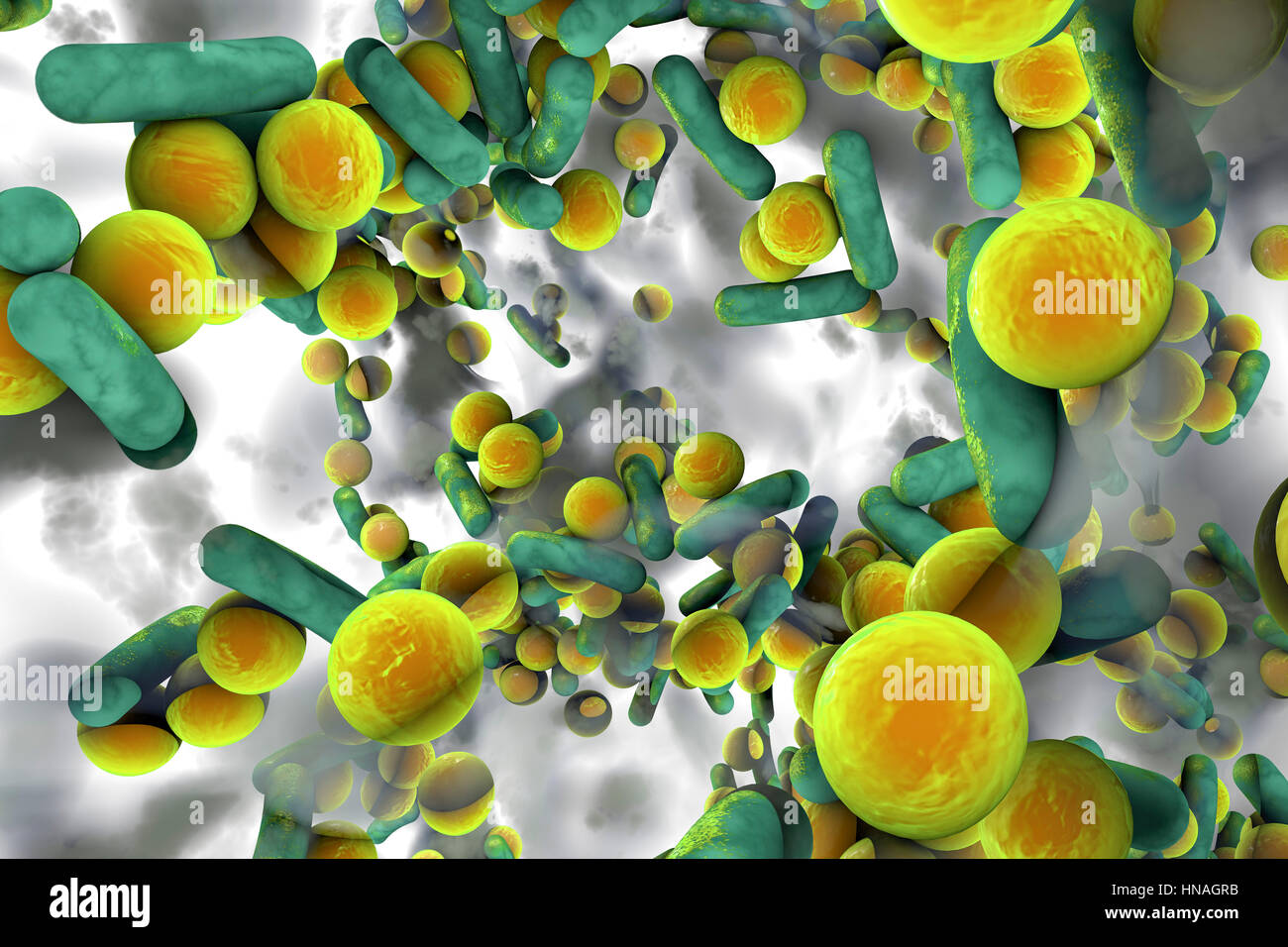 Spherical bacteria and rodshaped bacteria inside a biofilm, illustration. A biofilm is a colony