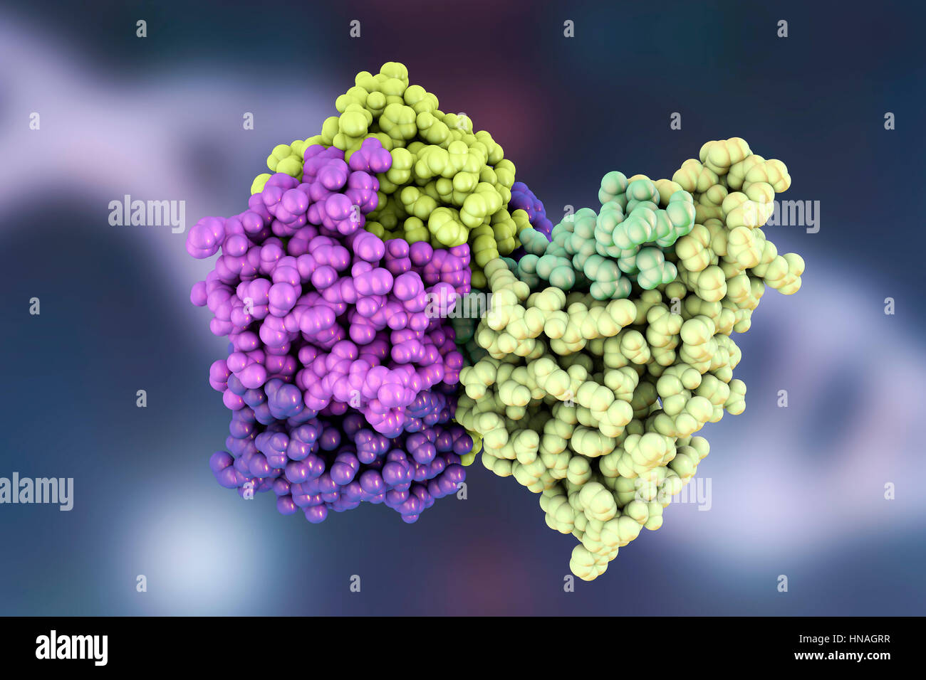 Cholera toxin, molecular model. Cholera toxin (choleragen) is a protein complex secreted by the bacterium Vibrio cholerae, which causes the disease cholera. It is made up of a wedge-shaped A subunit (right) and five B subunits (left) that form a ring which binds to the intestinal lining. In its most severe forms, cholera is one of the most rapidly fatal illnesses known. Stock Photo