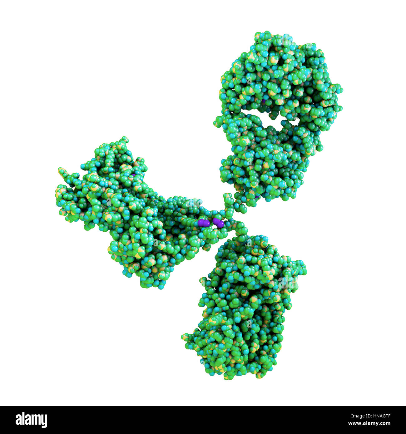 Gamma globulin hires stock photography and images Alamy