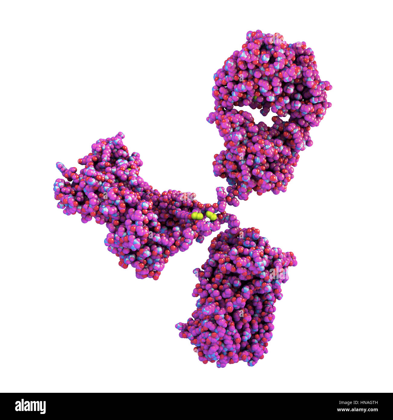 Illustration showing the structure of an antibody, or immunoglobulin