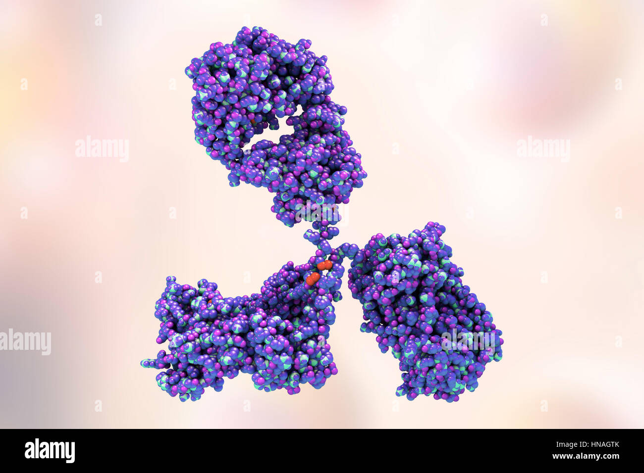 Illustration showing structure of antibody hires stock photography and