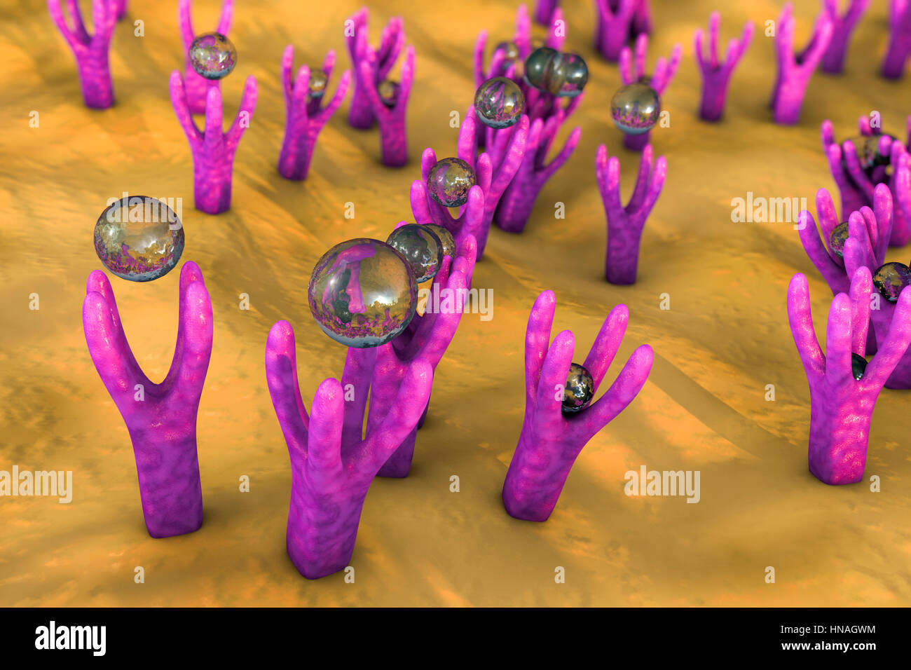 Cell membrane with receptors. Computer illustration showing approaching of molecules to receptors on the surface of cellular membrane.. Stock Photo