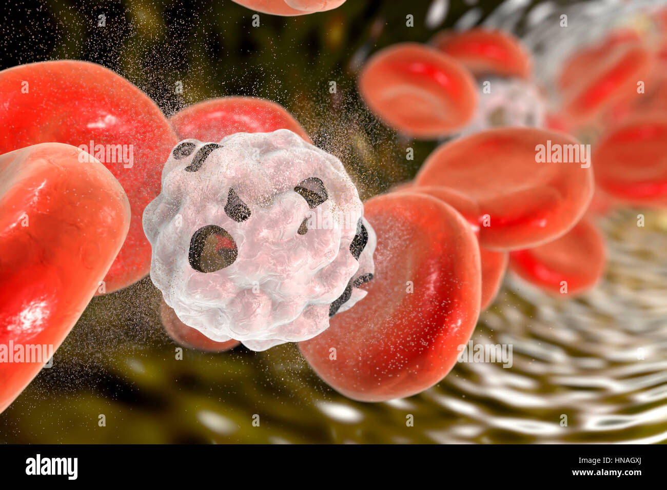 Destruction of white blood cell, illustration. Stock Photo