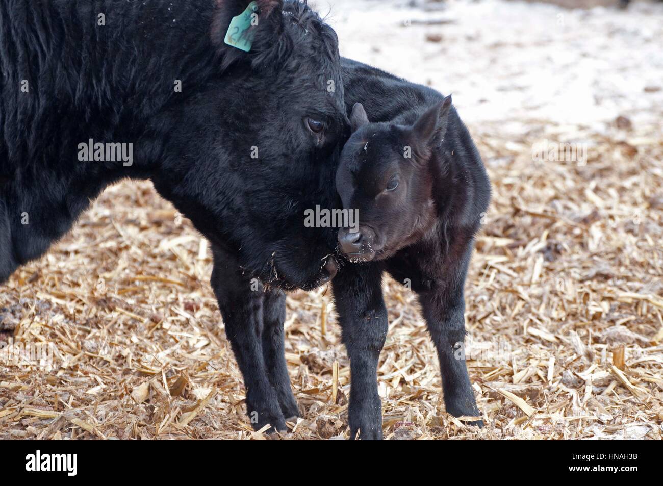 A baby calf nuzzles its mother in Waterloo, Iowa, USA. Stock Photo