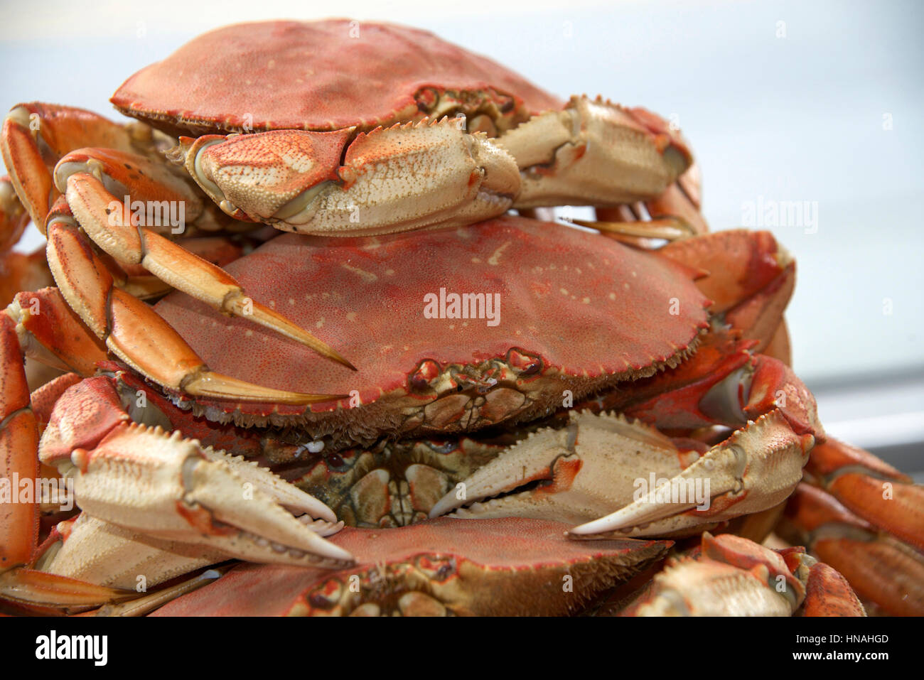 Dungeness crabs stacked for market. They are a popular delicacy, and