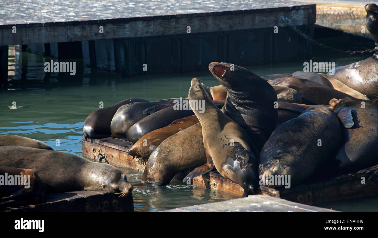 Sea Lions sunning resting on floating platforms near the docks at Pier ...