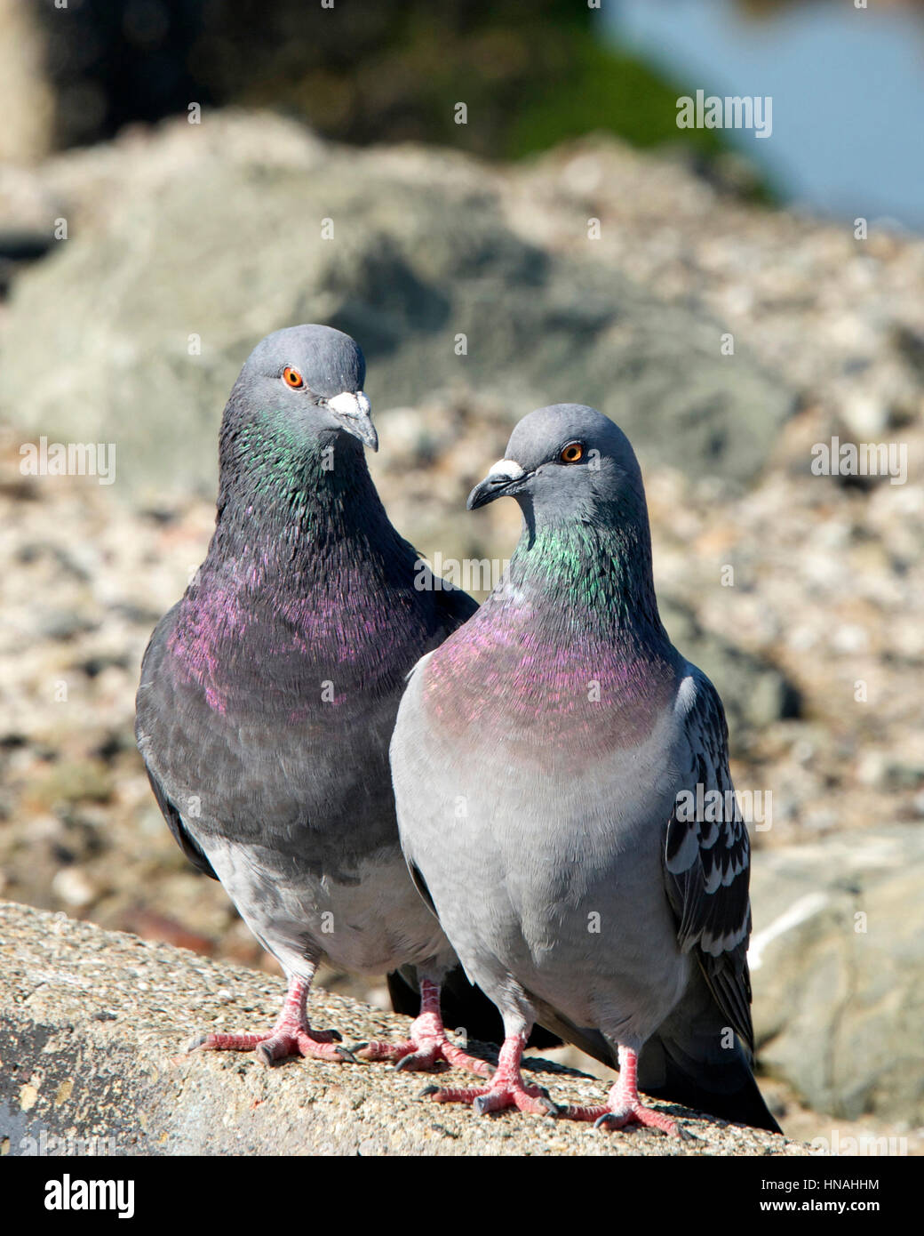 Female pigeon hi-res stock photography and images - Alamy