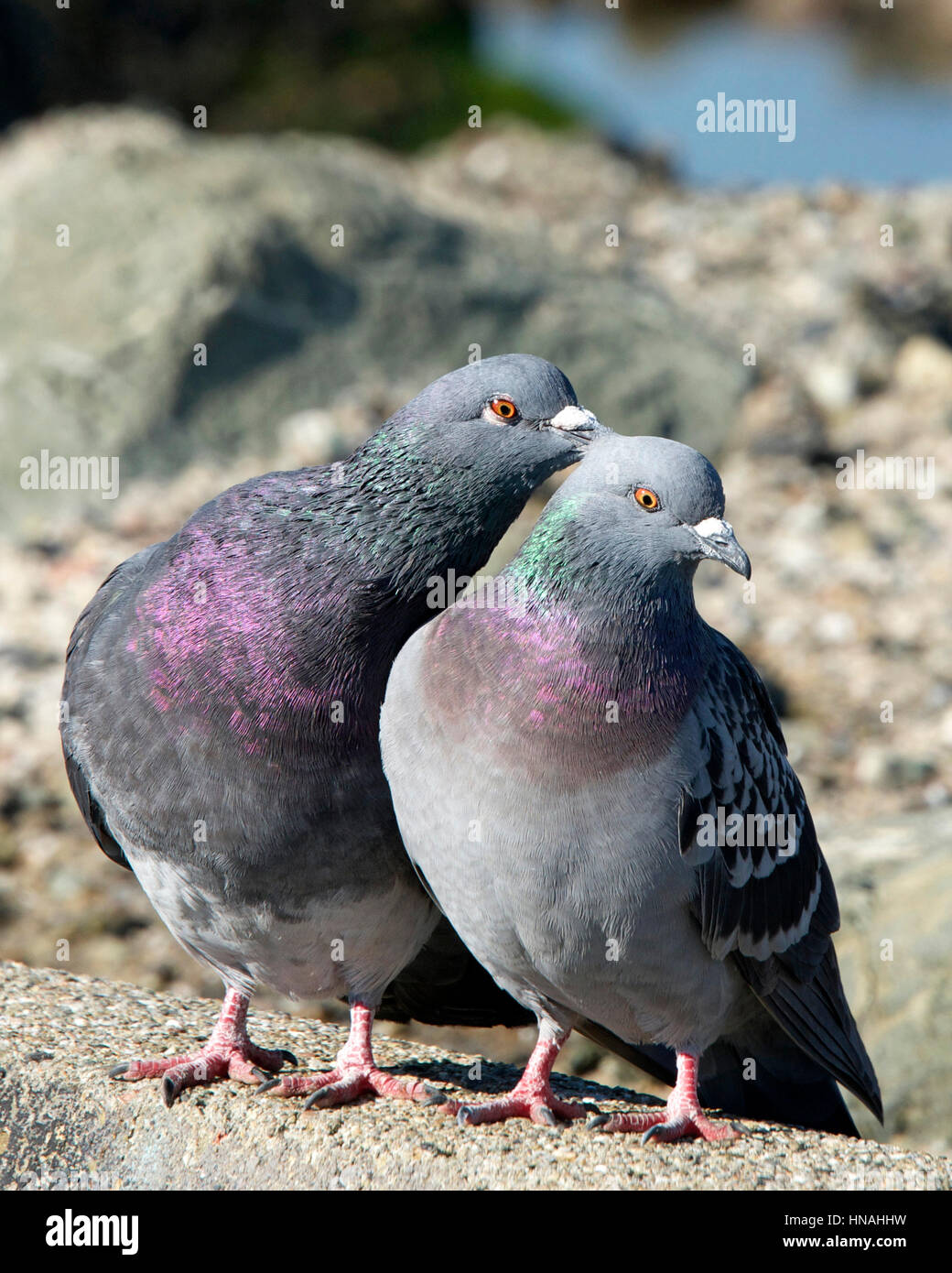 Female pigeon hi-res stock photography and images - Alamy