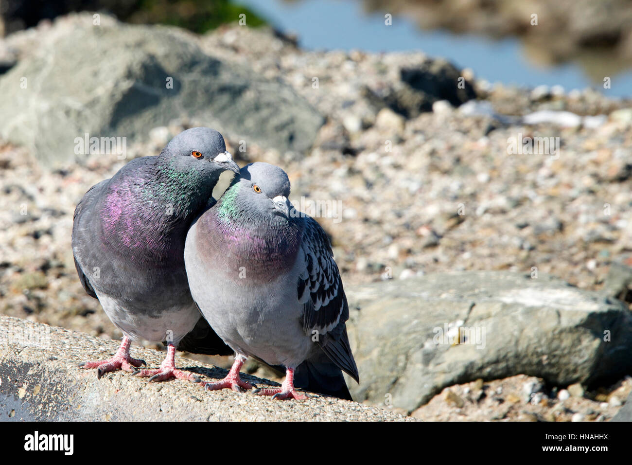 male-pigeon-on-the-left-and-female-pigeon-on-the-right-courting-mating-HNAHHX.jpg