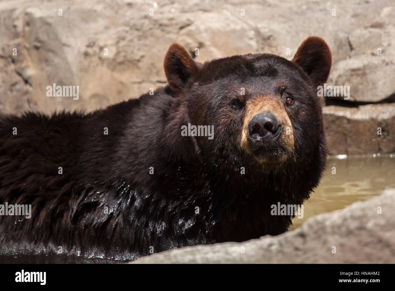 American black bear (Ursus americanus). Stock Photo