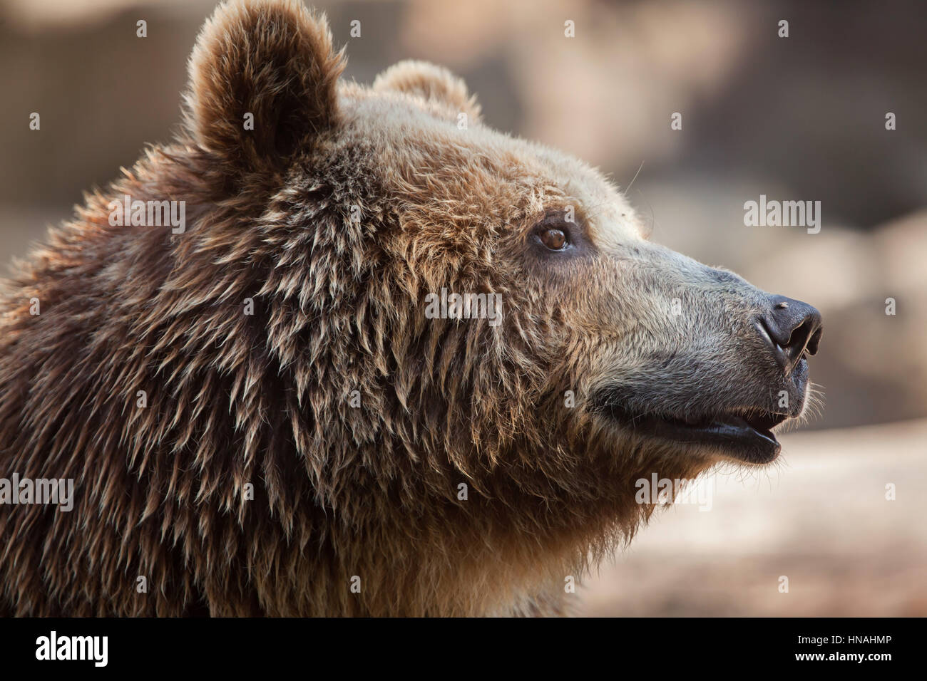 Eurasian brown bear (Ursus arctos arctos), also known as the European brown bear. Stock Photo