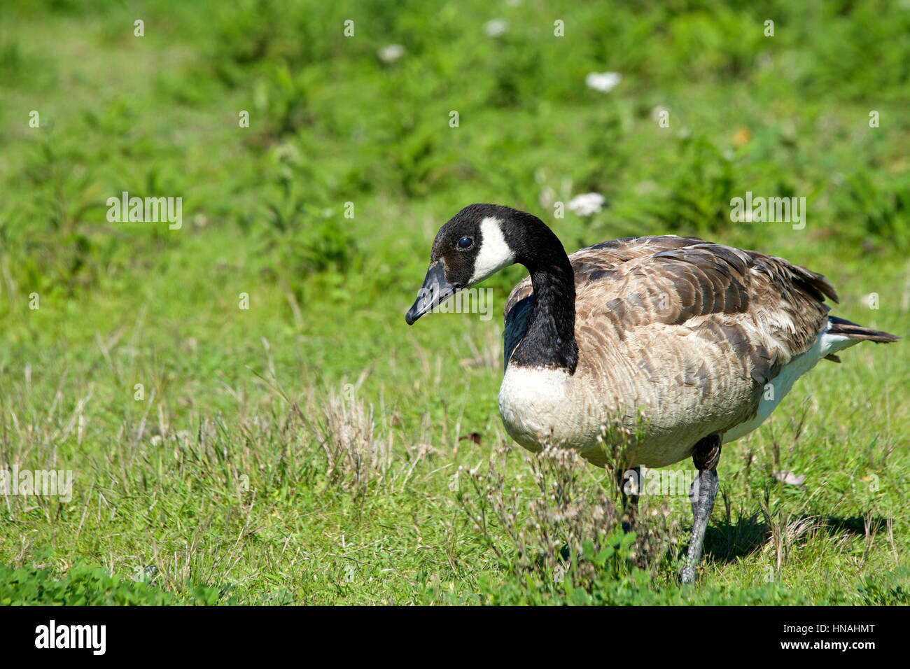 Canada geese image hi res stock photography and images Page 12 Alamy