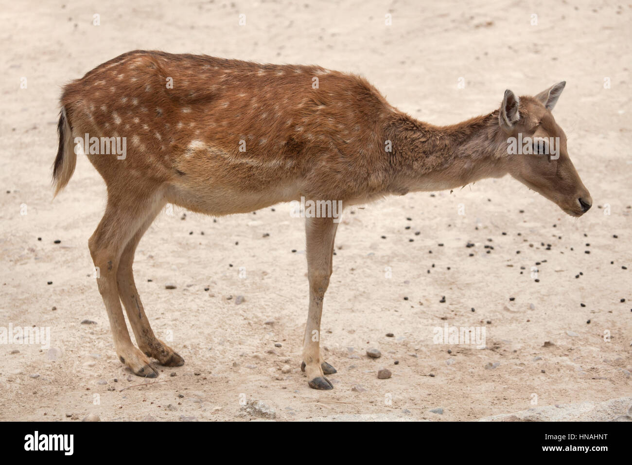 Fallow deer (Dama dama). Stock Photo