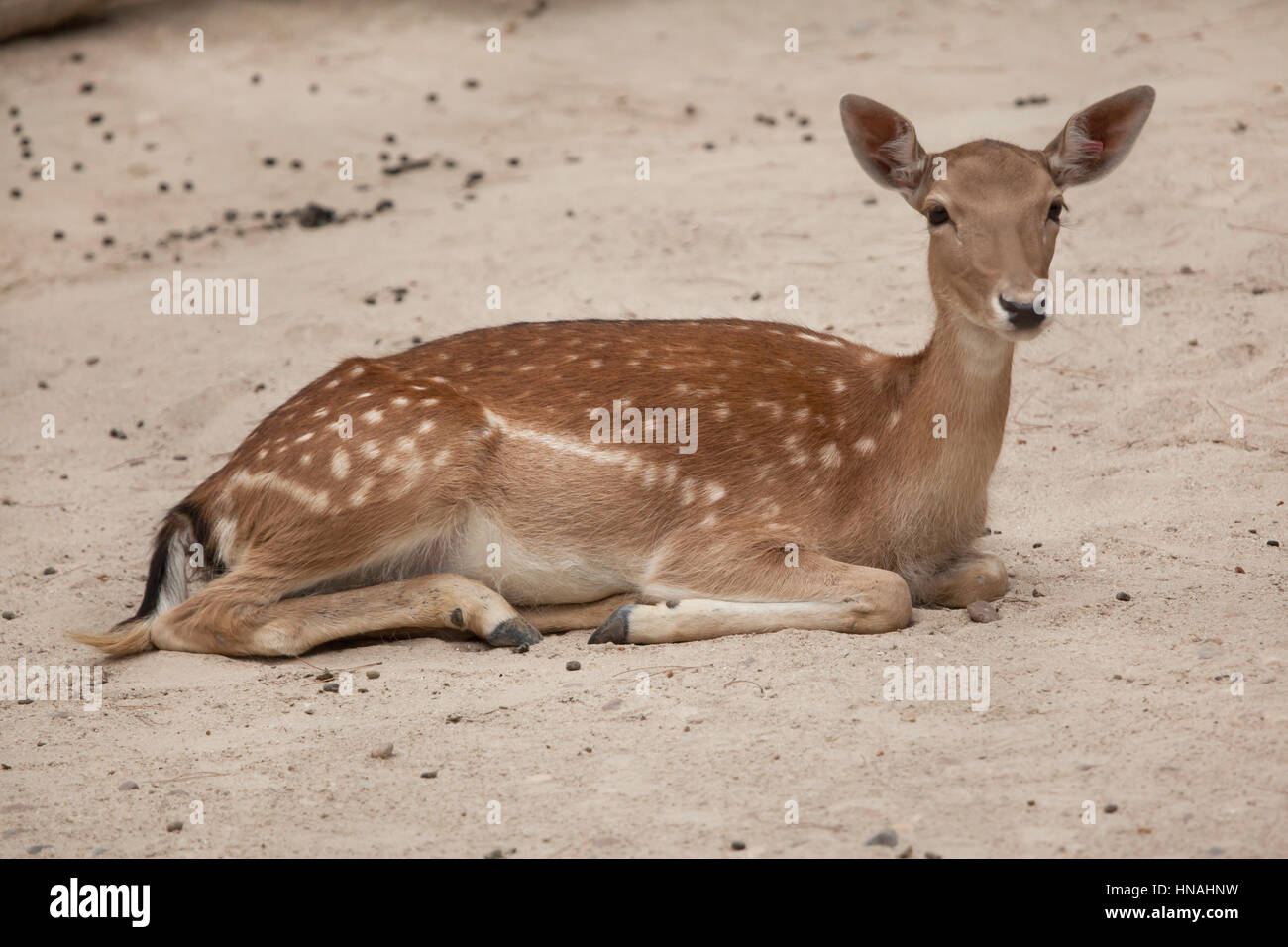 Fallow deer (Dama dama). Stock Photo