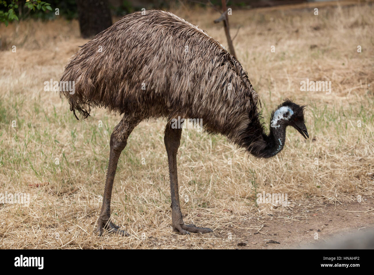 Emu (Dromaius novaehollandiae). Stock Photo