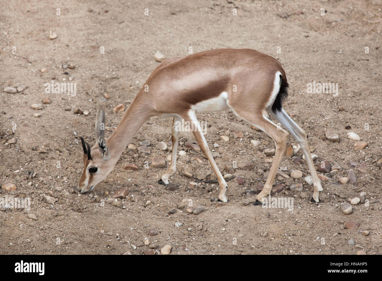 Saharan dorcas gazelle (Gazella dorcas), also known as the Kordofan dorcas. Stock Photo