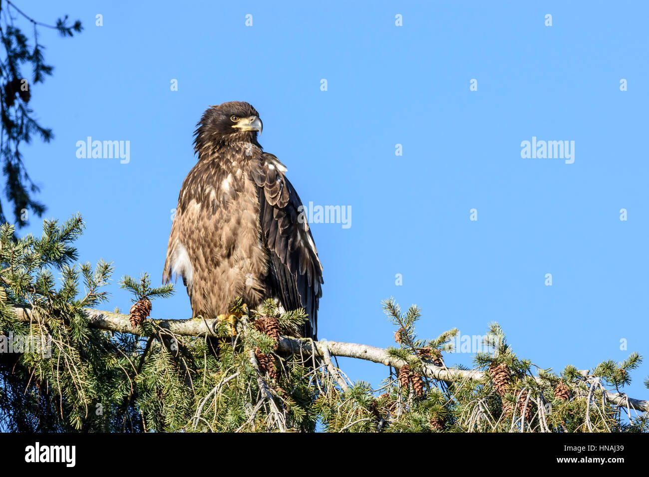 immature Bald eagle, Haliaeetus leucocephalus, The plumage of the