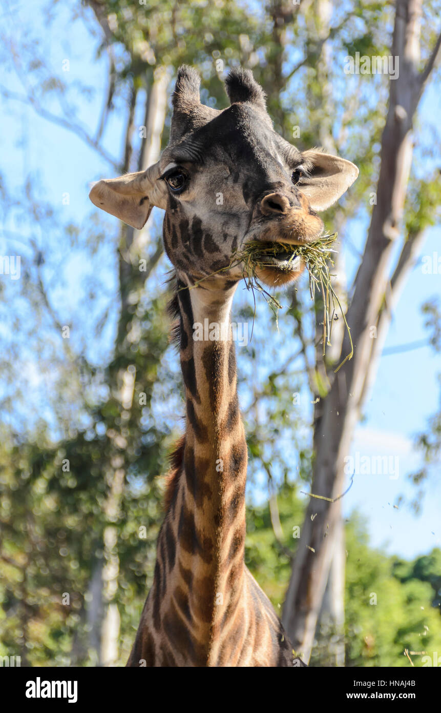 Baby giraffe, or calf, Giraffa camelopardalis, San Diego Zoo, San Diego, California, United States Stock Photo
