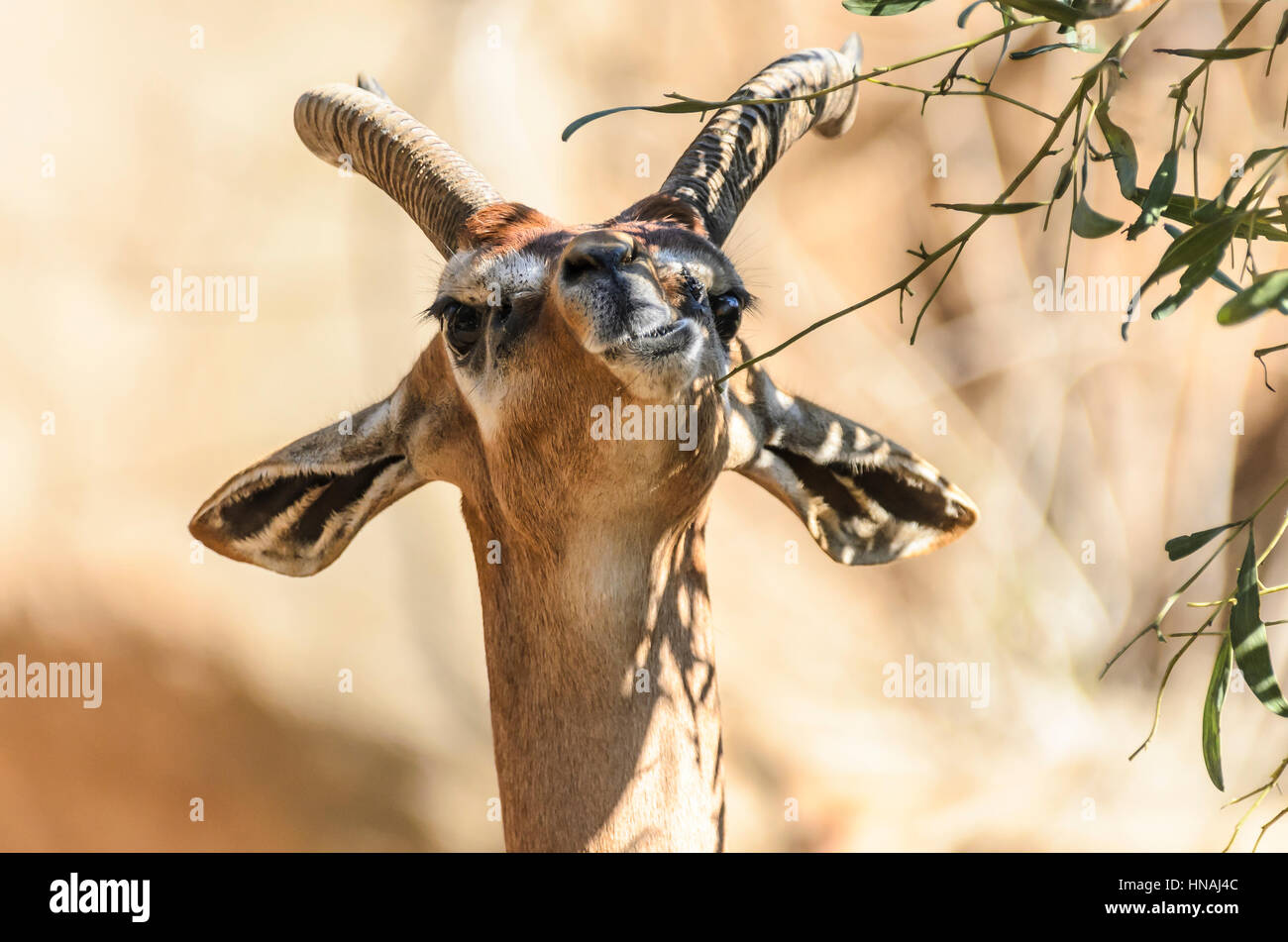 Southern Gerenuk, Litocranius walleri walleri, Known as Waller's gazelle. Its range extends through northeastern Tanzania through Kenya to Galcaio. Stock Photo