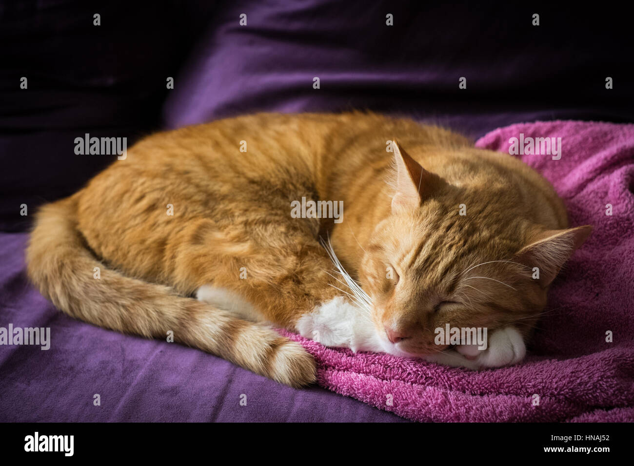 Adorable Ginger Cat Sleeps Over Towel on the Couch Stock Photo - Alamy