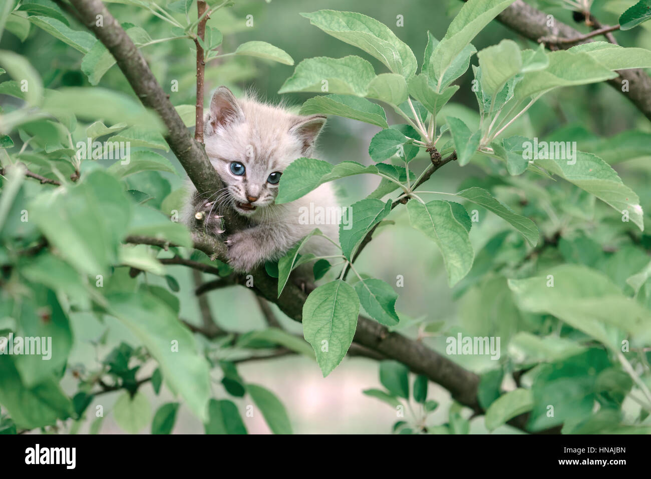 small cat on tree closeup Stock Photo