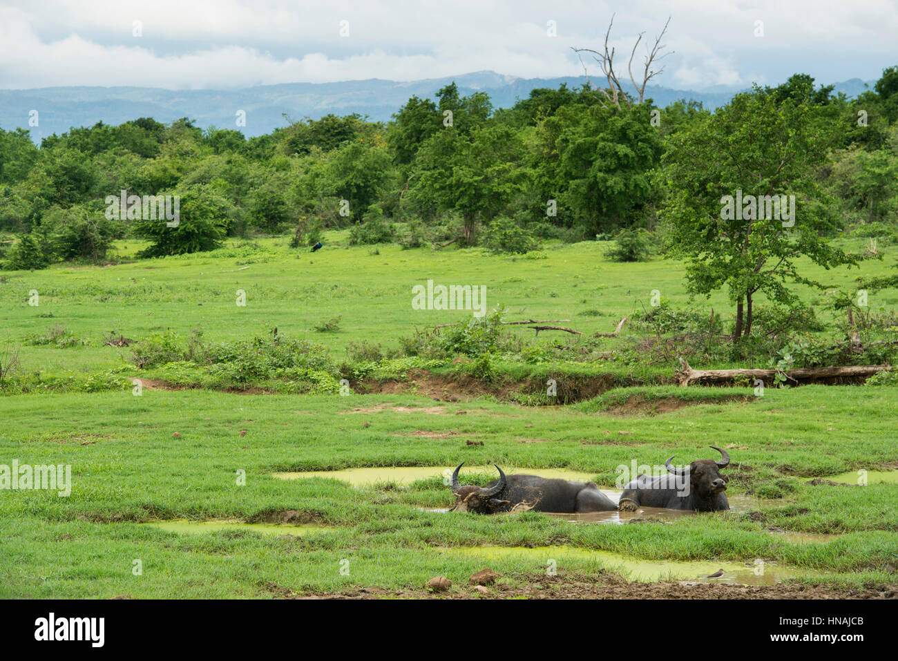 Wild water buffalo, Bubalus bubalus, Udawalawe National Park, Sri Lanka Stock Photo