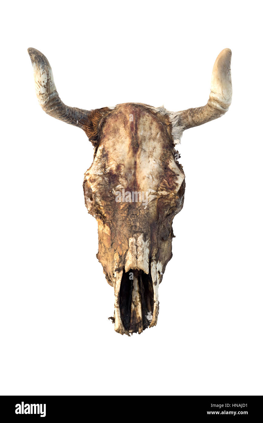 cow skull isolated on white Stock Photo