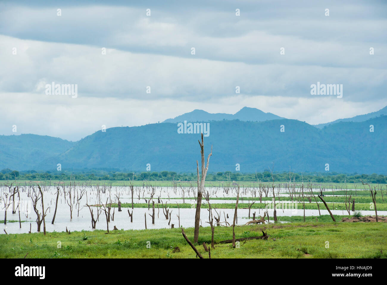 Udawalawe Reservoir, Udawalawe National Park, Sri Lanka Stock Photo