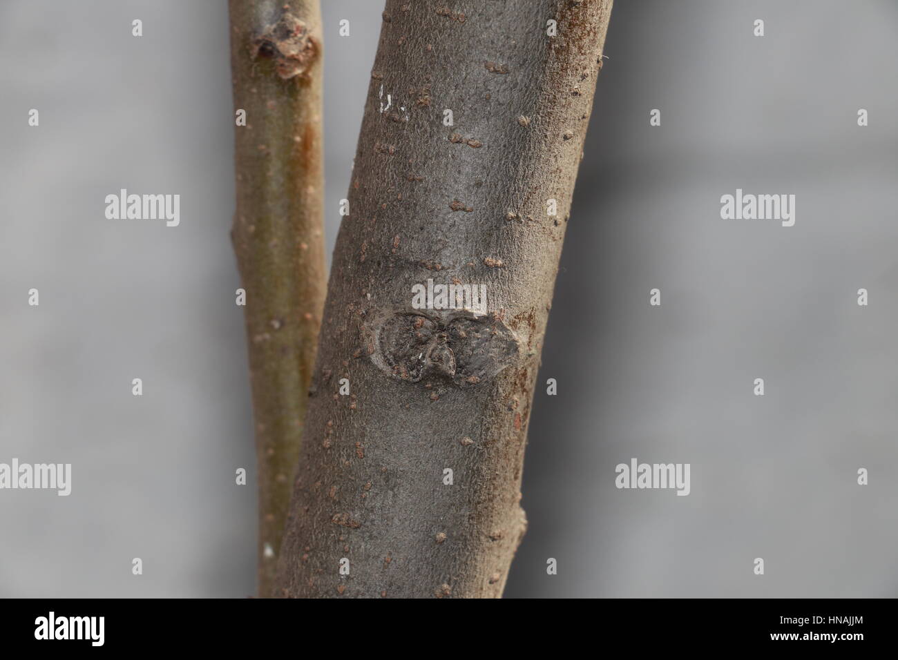 Tree and Stems Focused Stock Photo