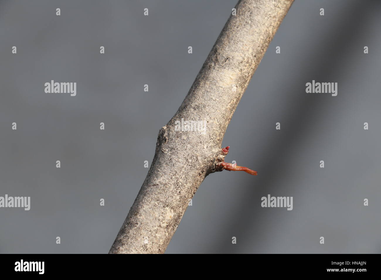 Tree and Stems Focused Stock Photo