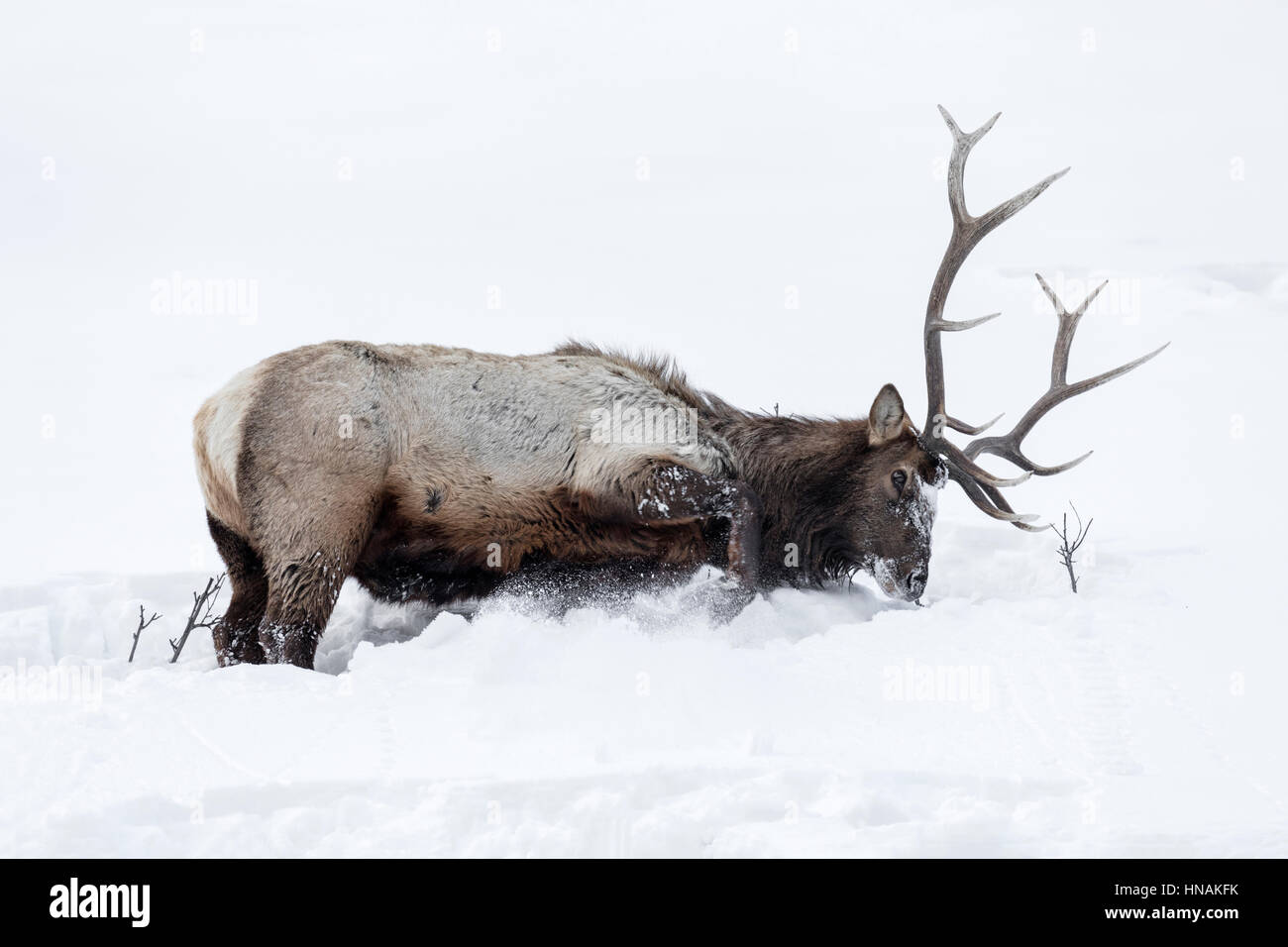 Bull Elk Stock Photo