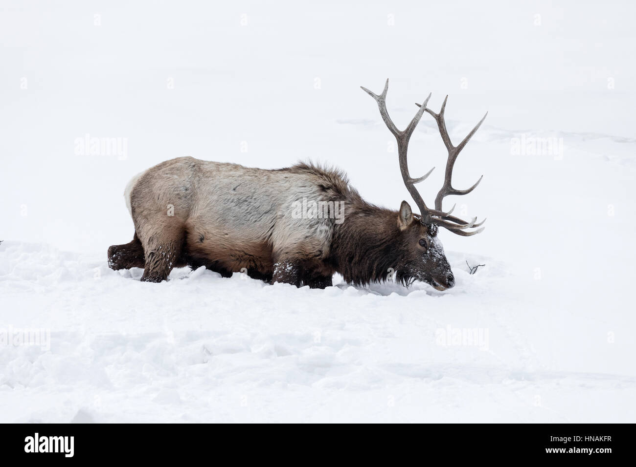Bull Elk Stock Photo