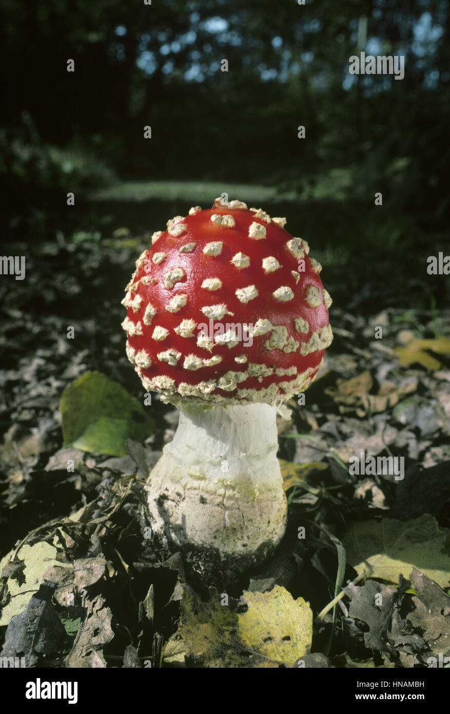 Fly Agaric - Amanita muscaria Stock Photo