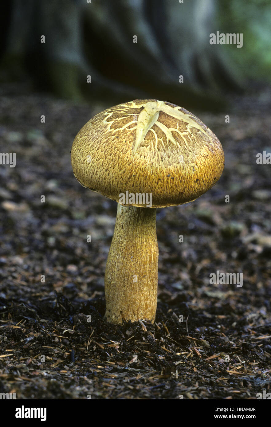 Blushing Wood Mushroom - Agaricus silvaticus Stock Photo