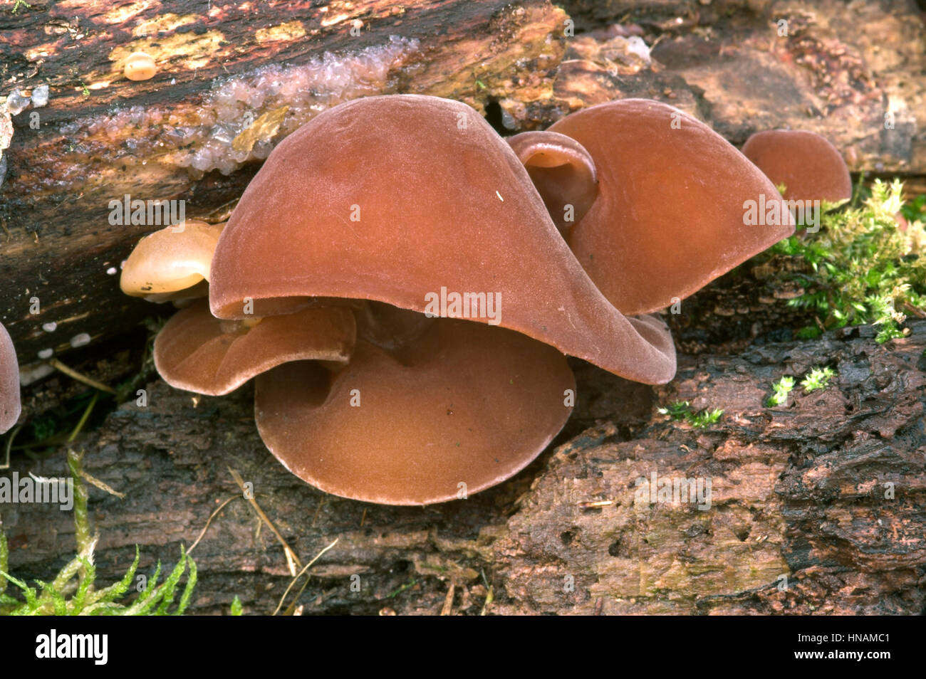 Jelly Ear Fungus or Jew's Ear Fungus - Auricularia auricula-judae Stock Photo