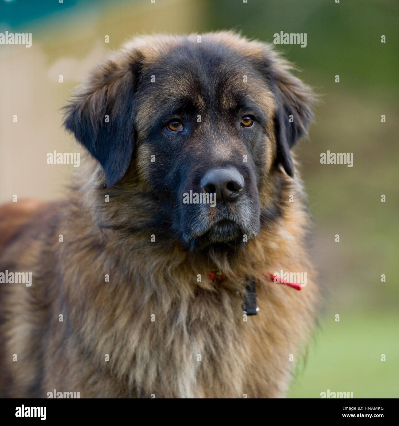 Estrela Mountain Dog Stock Photo