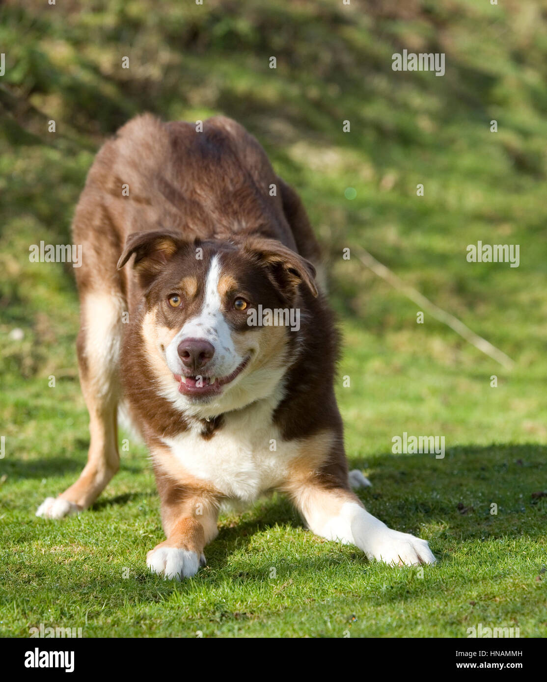 Collie playing Stock Photo