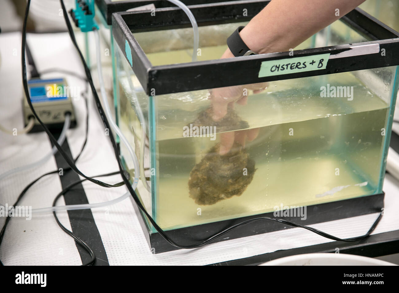 Oysters in captivity at research lab Stock Photo - Alamy