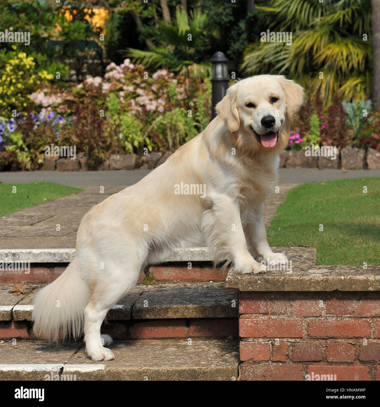 Golden retriever in the park hi-res stock photography and images - Alamy