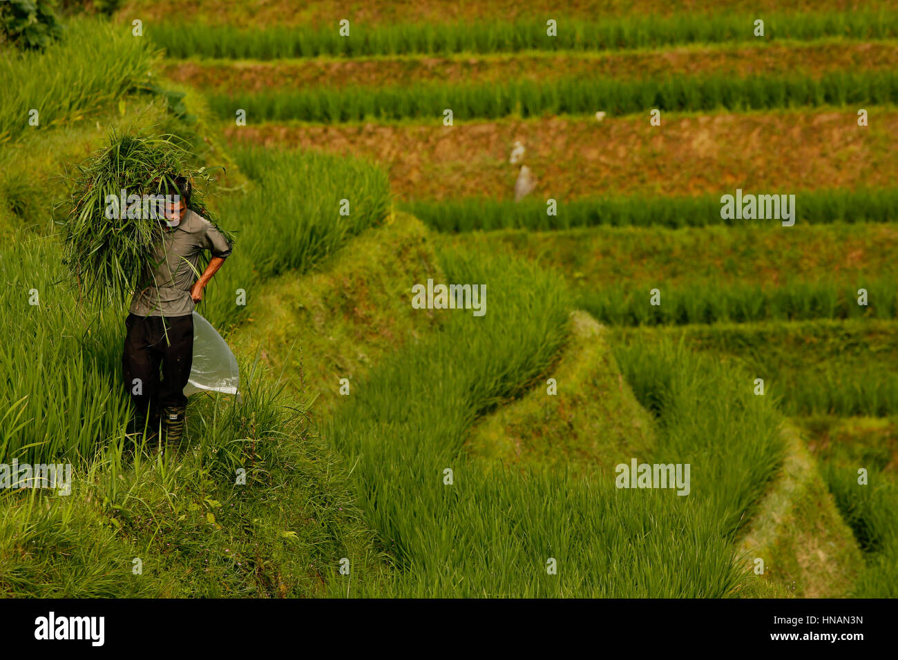 A worker carries cuttings of unwanted growth from the sides of the terraces in the Longji Rice terraces, near Guilin, Guangxi province, China, Wednesd Stock Photo