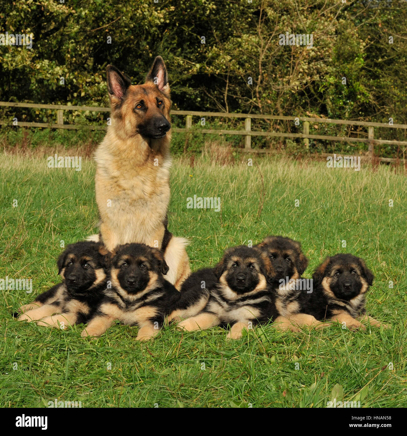 german shepherd dog and her puppies Stock Photo