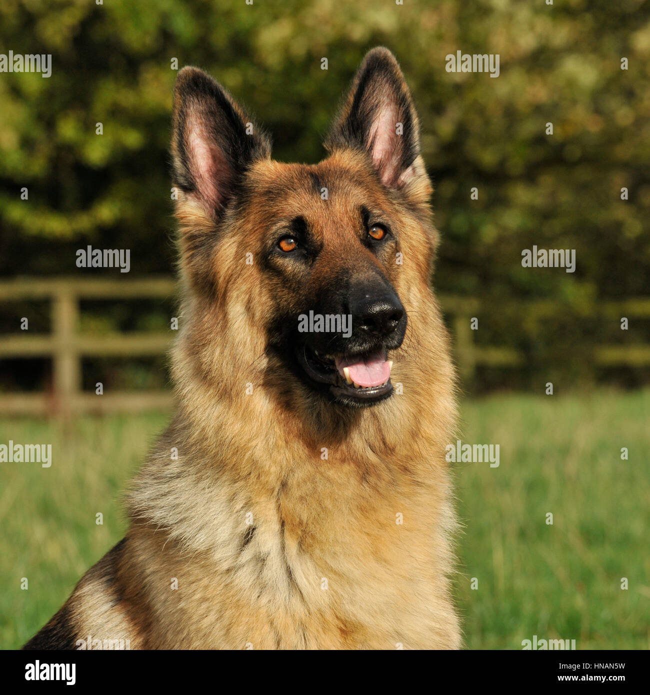 german shepherd dog head study Stock Photo