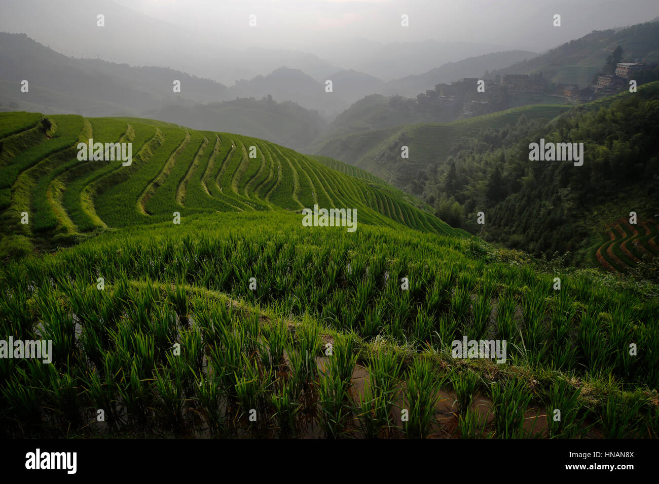 Paddy fields and rice plants i summer at the Longji rice terraces near Guilin, Guangxi Province China Stock Photo