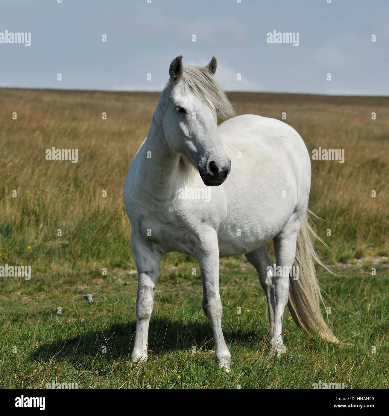 wild white horse Stock Photo