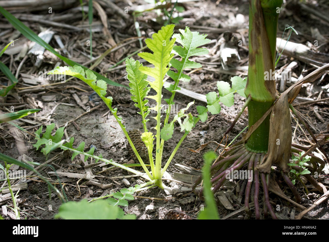 Soil health field day, featuring cover crops and air seeding cover crop