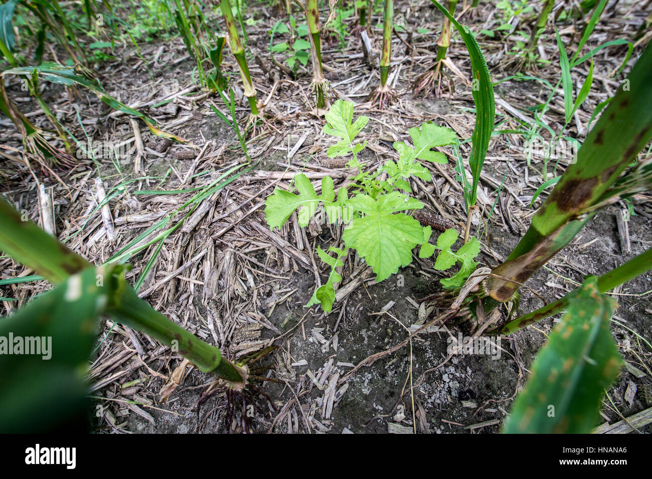 Corn and other plants growing out of cover crop mulch Stock Photo Alamy