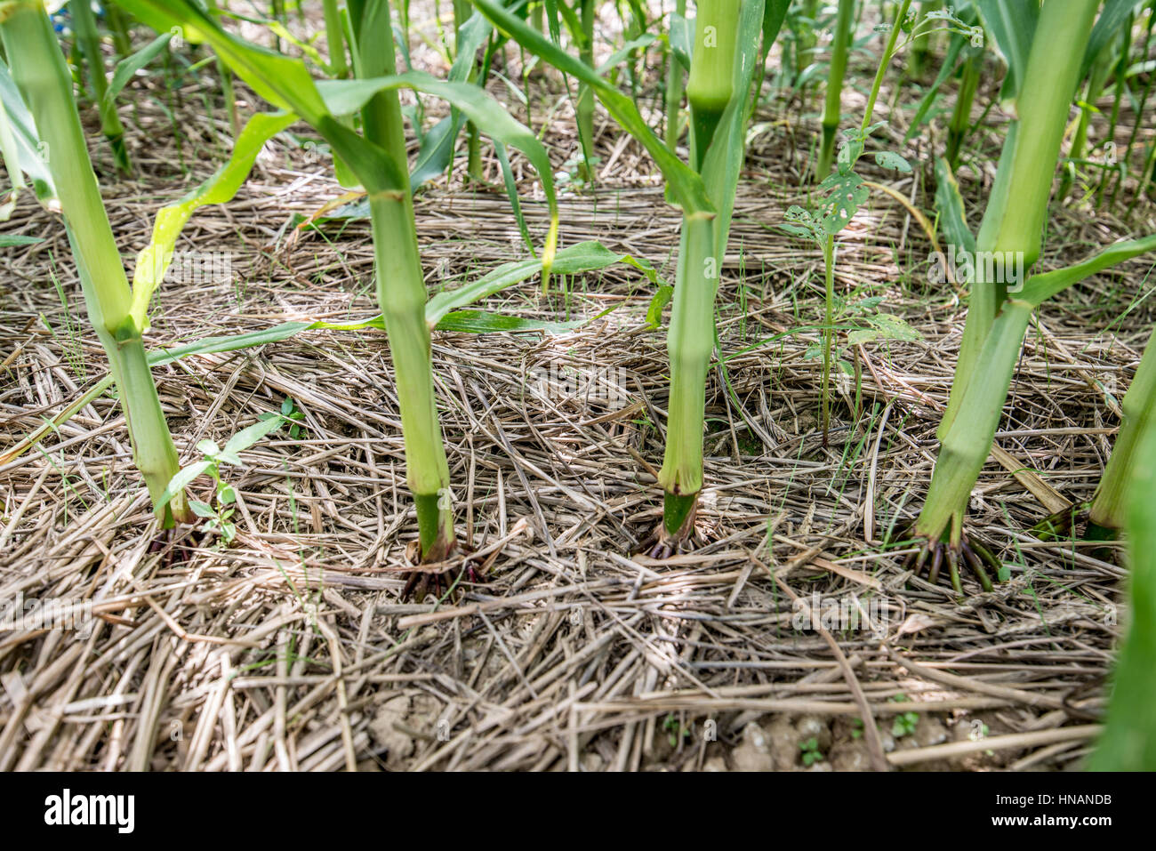 Stalks of corn growing through cover crop mulch Stock Photo Alamy